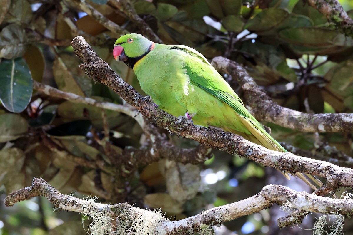 Маврикийский попугай - ML613305242