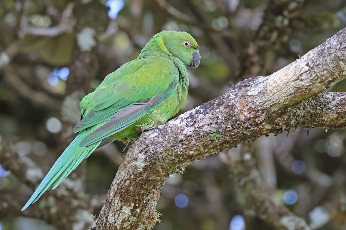 Morityus Yeşil Papağanı - ML613305243
