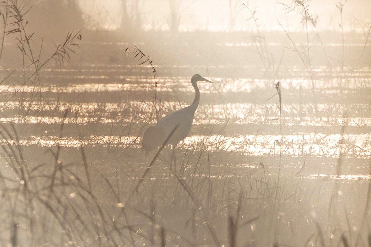 Red-crowned Crane - ML613305264