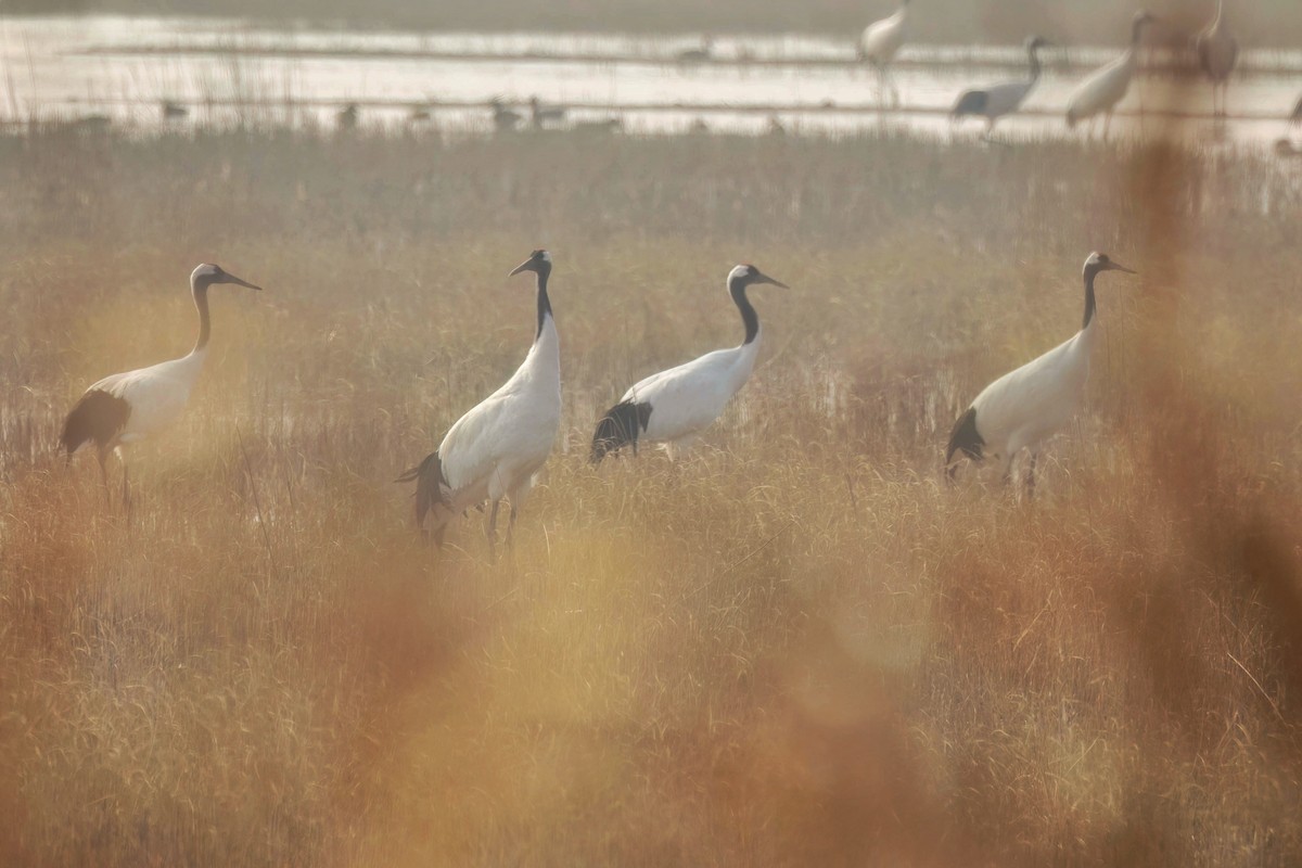 Red-crowned Crane - ML613305266