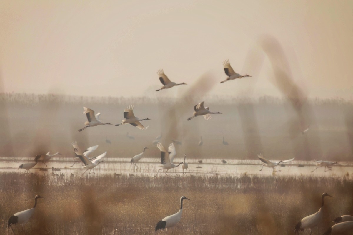 Red-crowned Crane - ML613305268