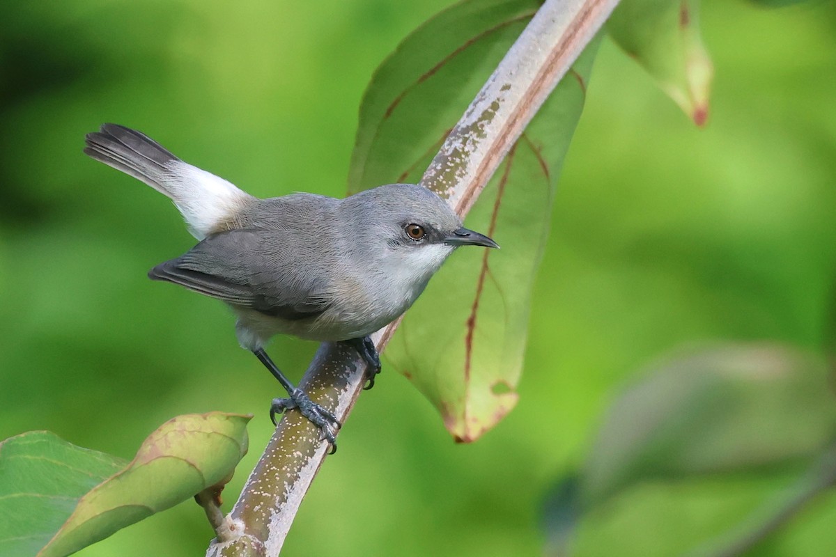 Mauritius Gray White-eye - ML613305304