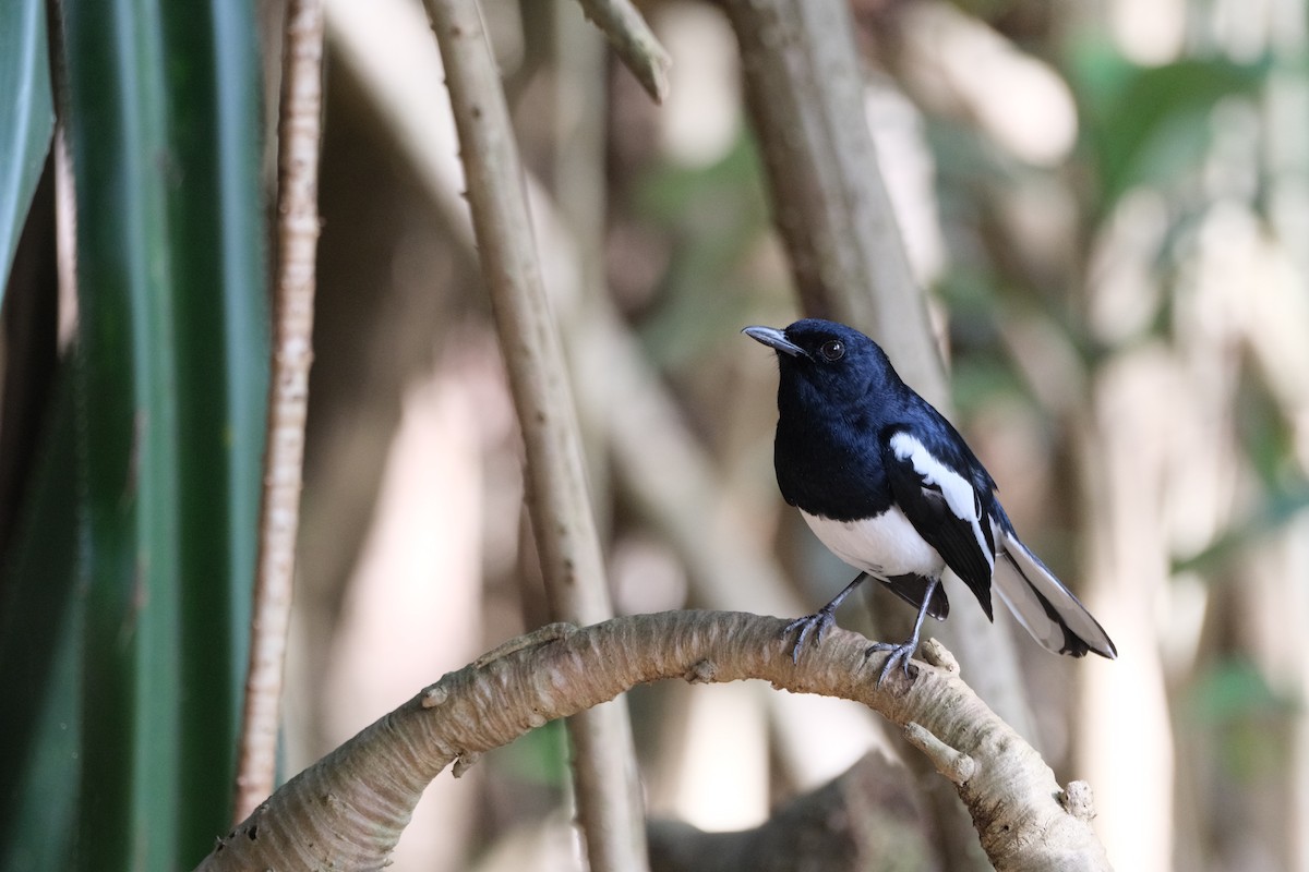 Oriental Magpie-Robin - ML613305358