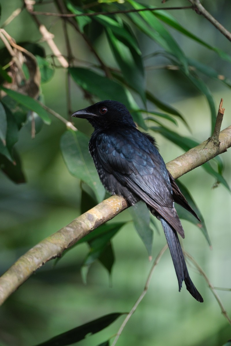 Drongo à gros bec - ML613305377