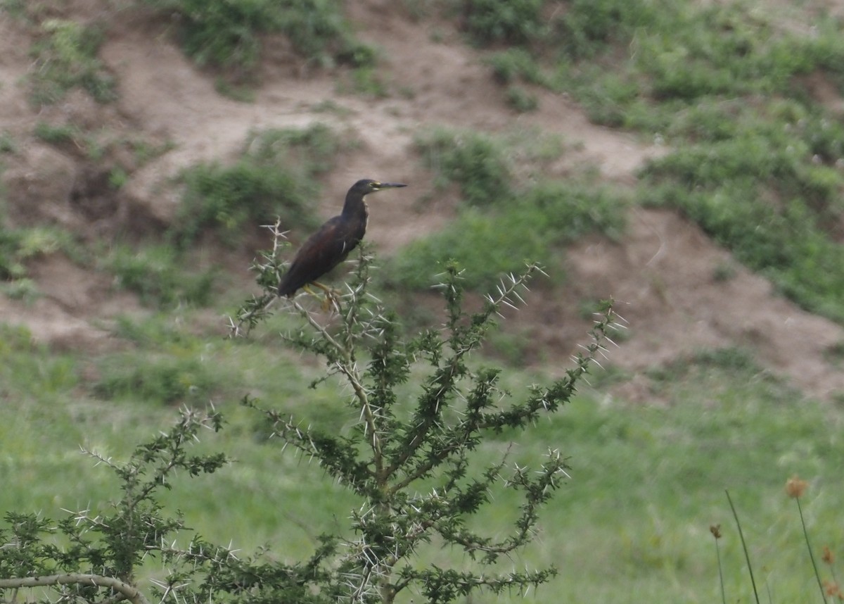 Rufous-bellied Heron - ML613305639