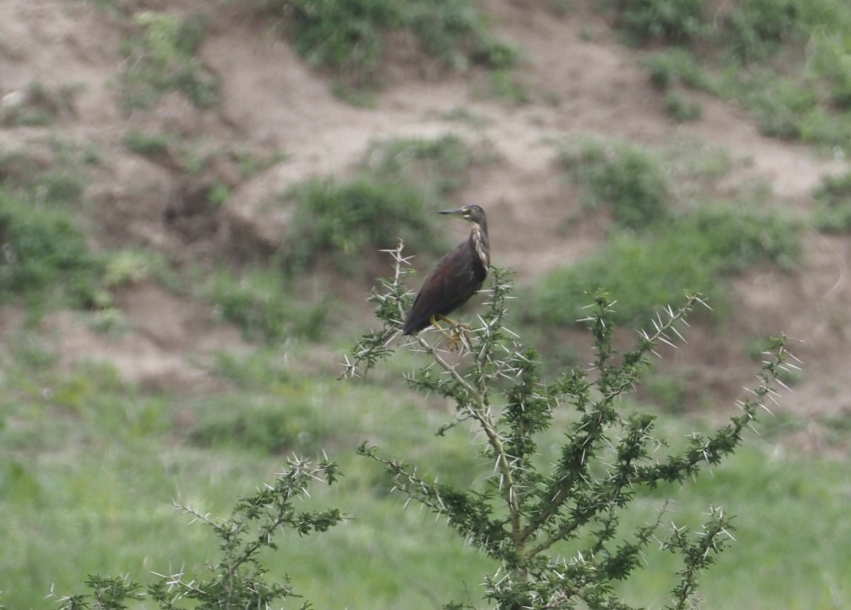 Rufous-bellied Heron - ML613305650