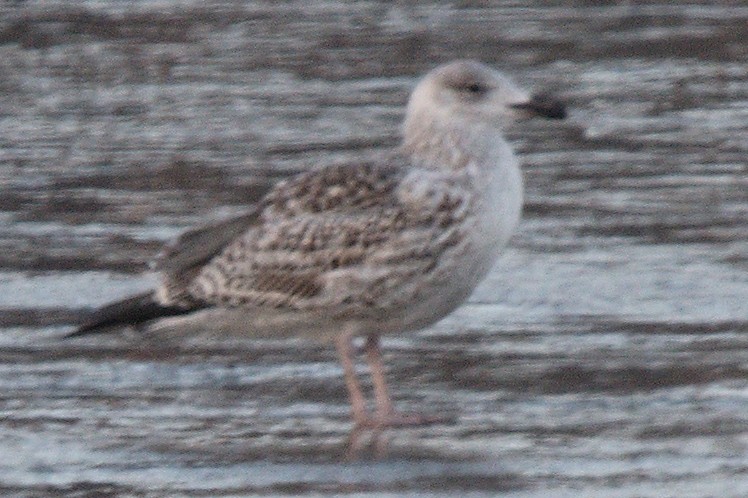 Great Black-backed Gull - ML613305687