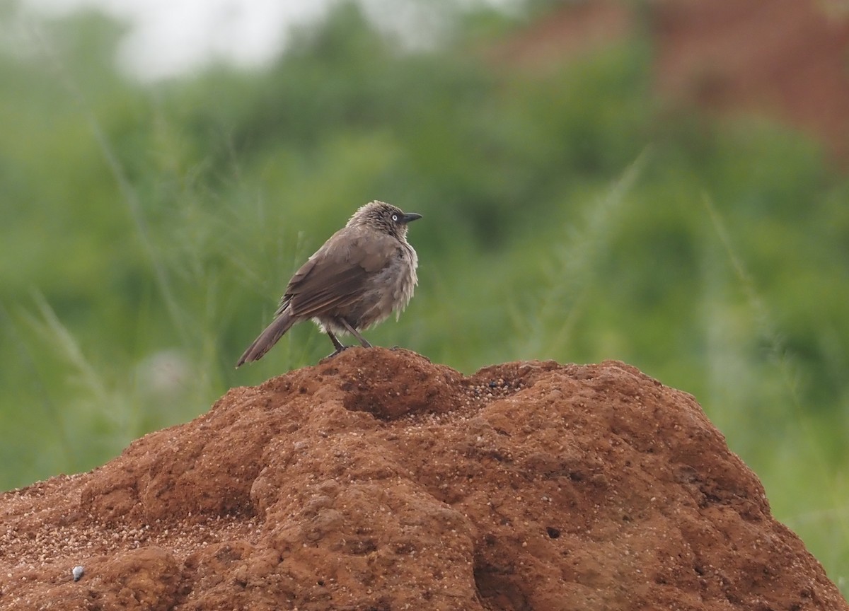 Black-lored Babbler (Sharpe's) - ML613305694