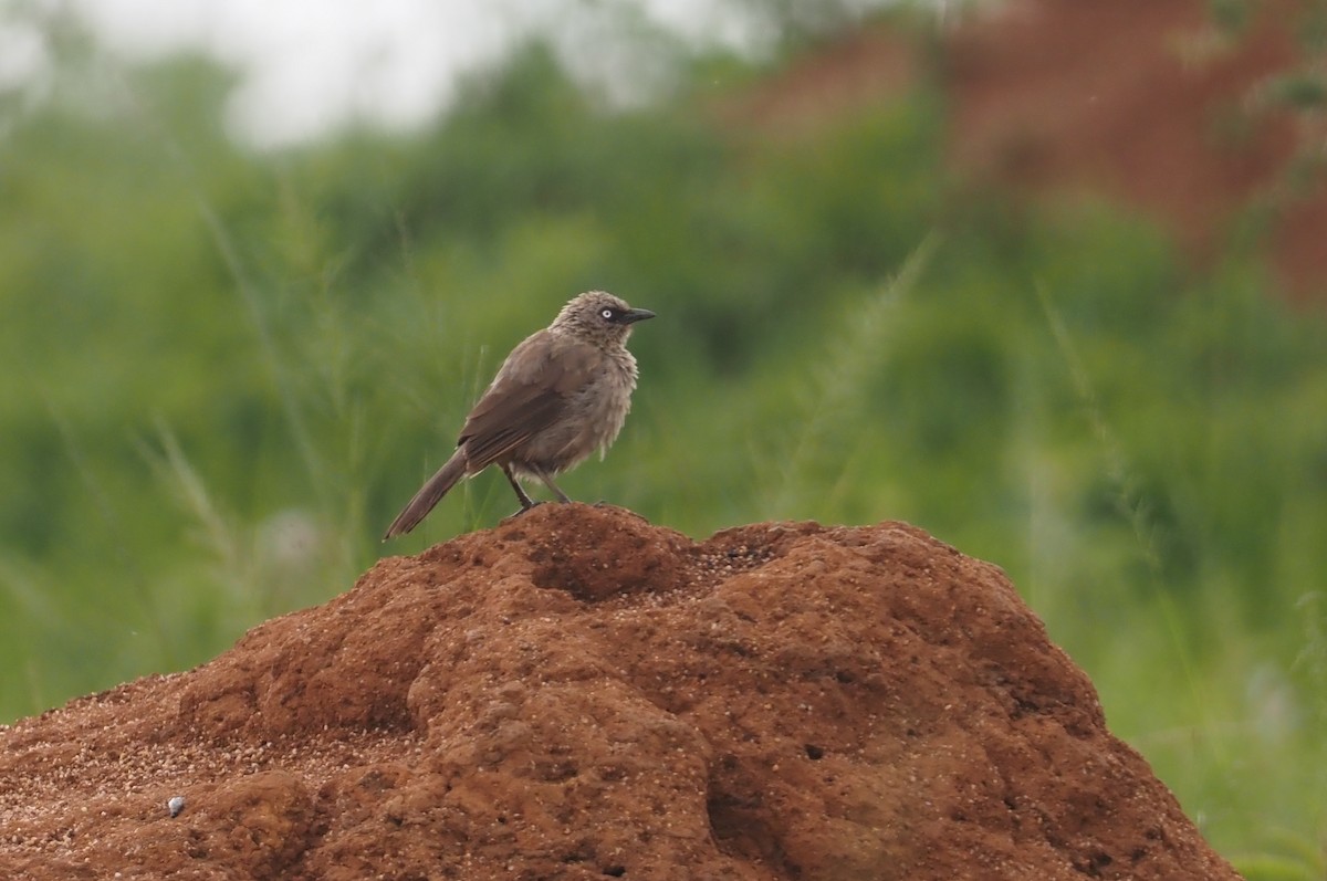 Black-lored Babbler (Sharpe's) - ML613305698