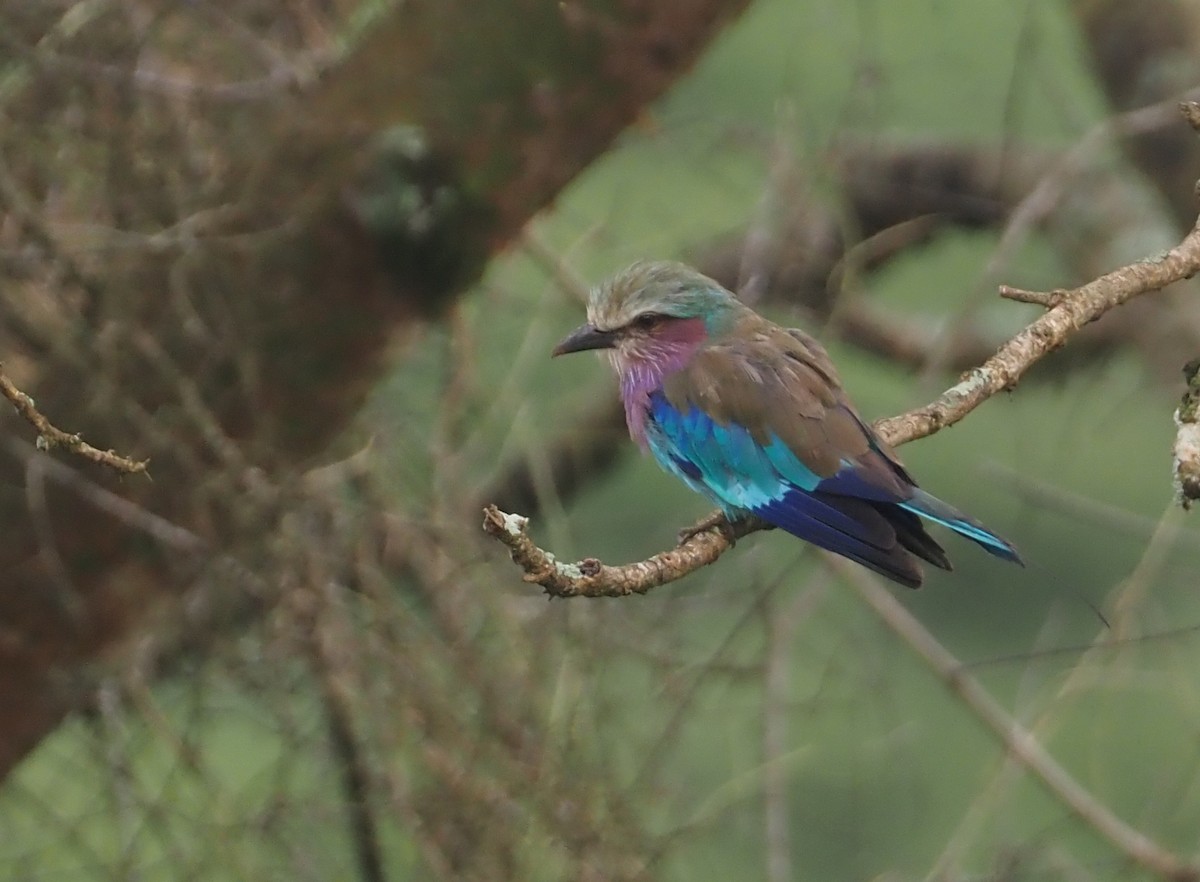 Lilac-breasted Roller - ML613305718