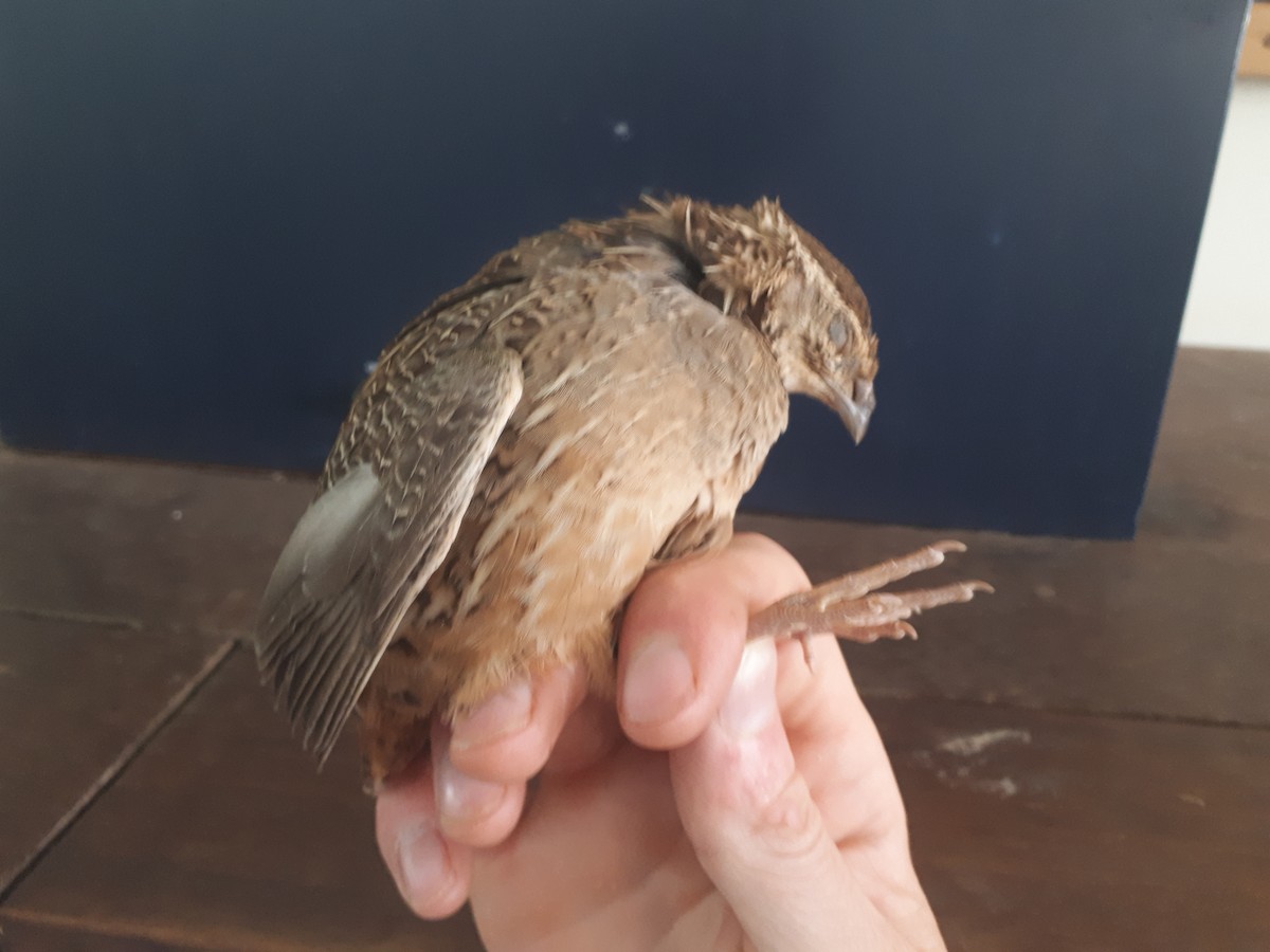 Harlequin Quail - ML613305728