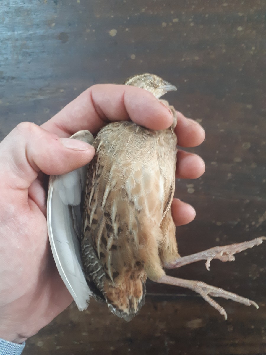 Harlequin Quail - Tim Snieder