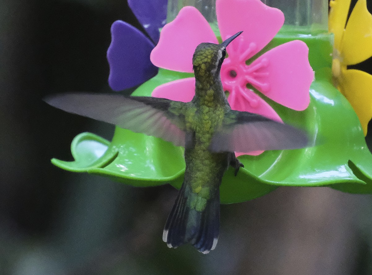 kolibřík lesklobřichý - ML613305864