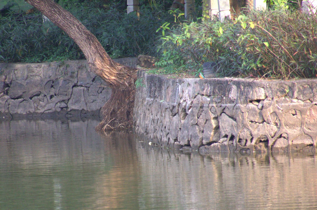 Common Kingfisher - ML613305890