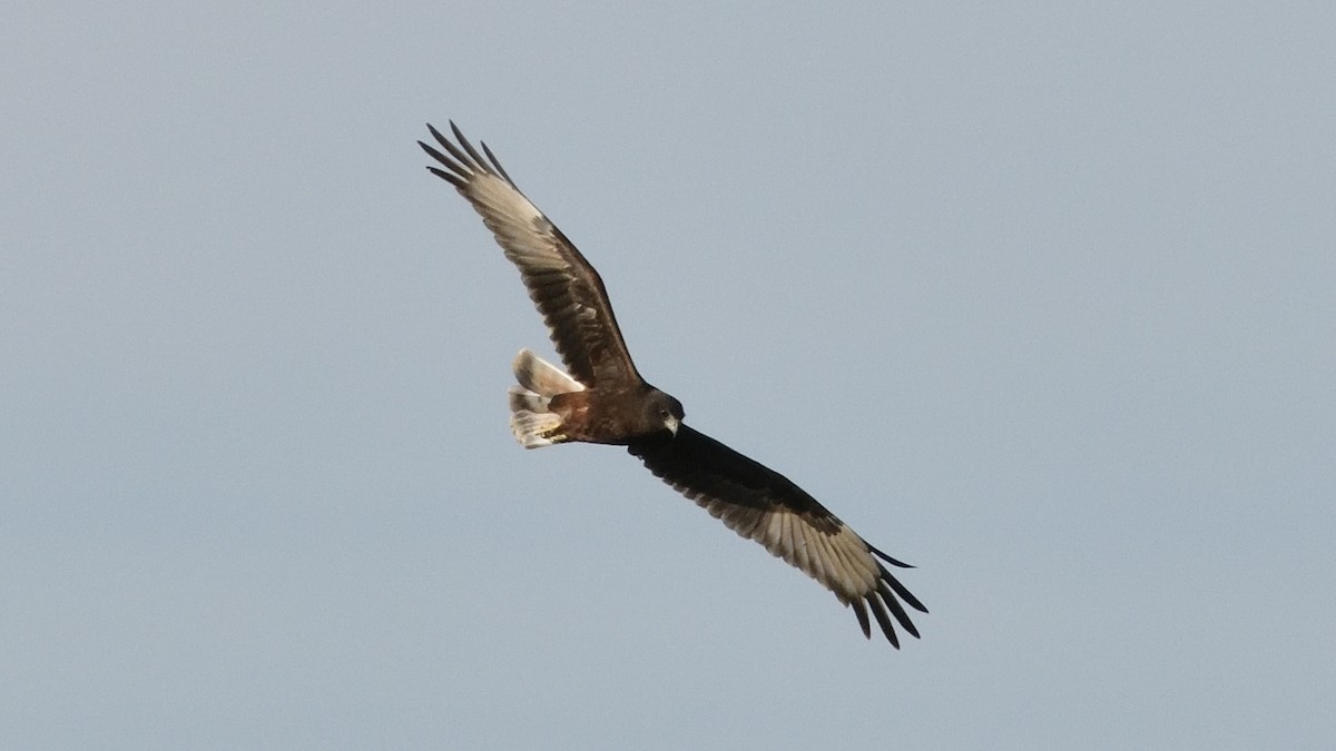 Swamp Harrier - ML613305908