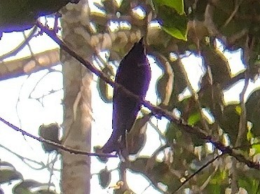 Hair-crested Drongo - ML613305923