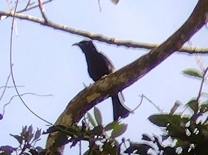 Hair-crested Drongo - Lars Mannzen