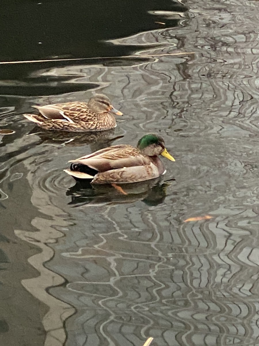 Mallard x American Black Duck (hybrid) - ML613305971