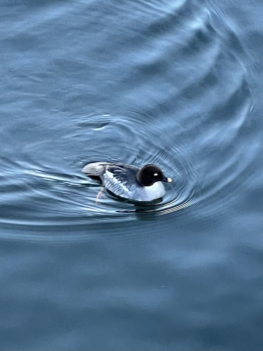 Common Goldeneye - ML613306024