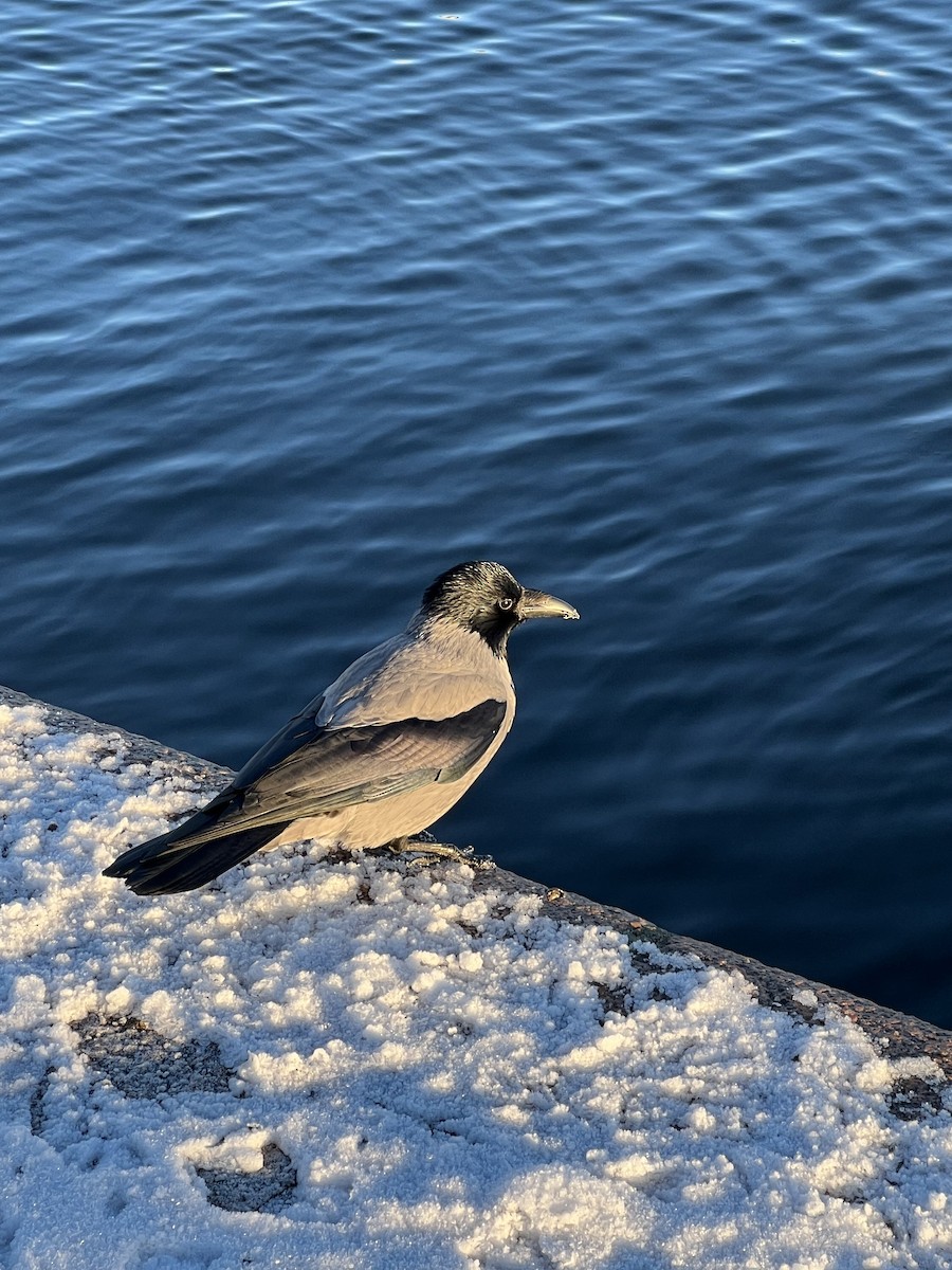 Hooded Crow - ML613306046