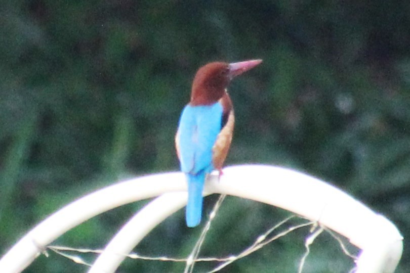 White-throated Kingfisher - ML613306073