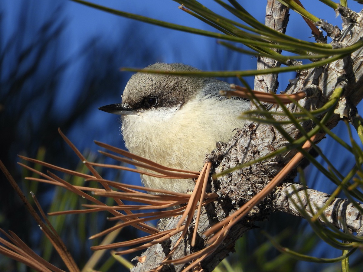 Pygmy Nuthatch - ML613306231