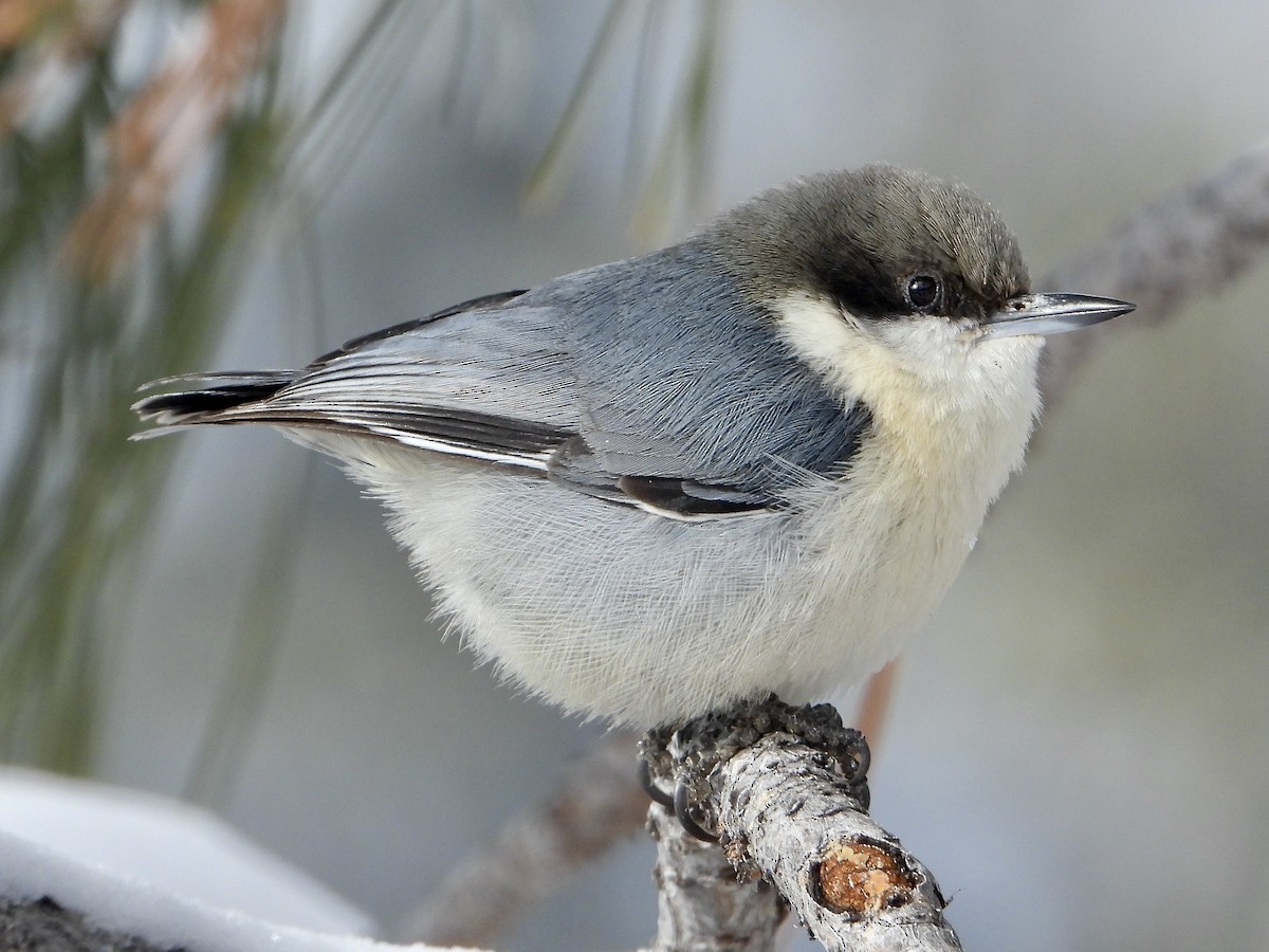 Pygmy Nuthatch - ML613306235