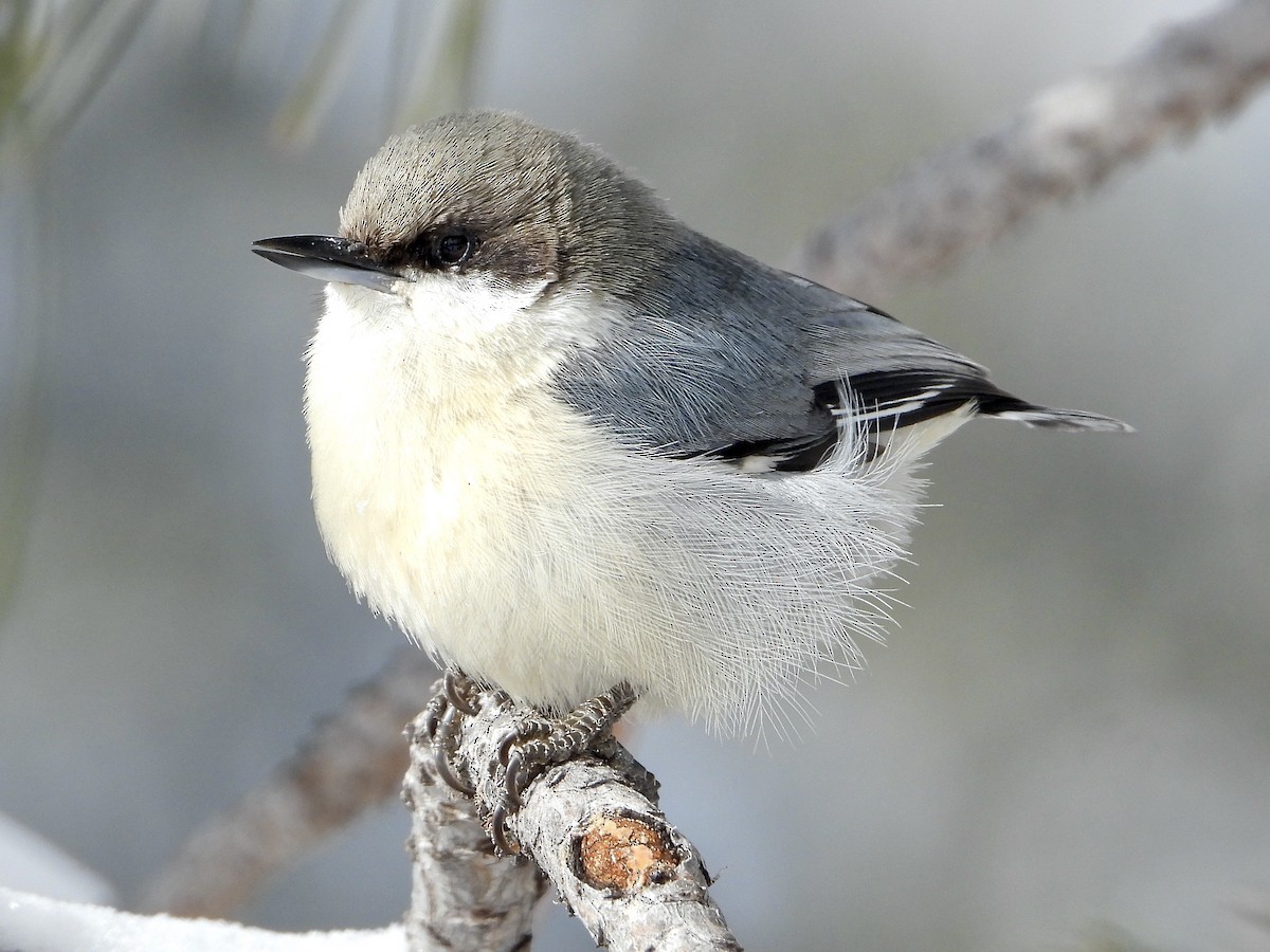 Pygmy Nuthatch - Justus P