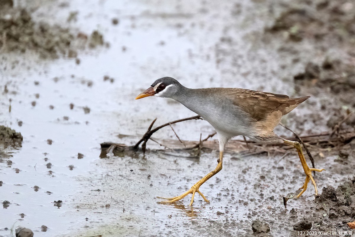 White-browed Crake - ML613306287