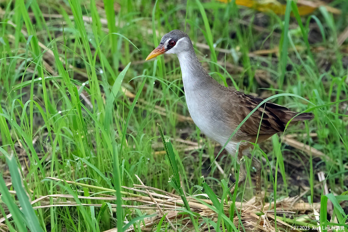 Weißbrauen-Sumpfhuhn - ML613306289