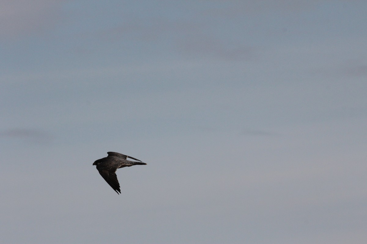 Peregrine Falcon (Tundra) - ML613306297