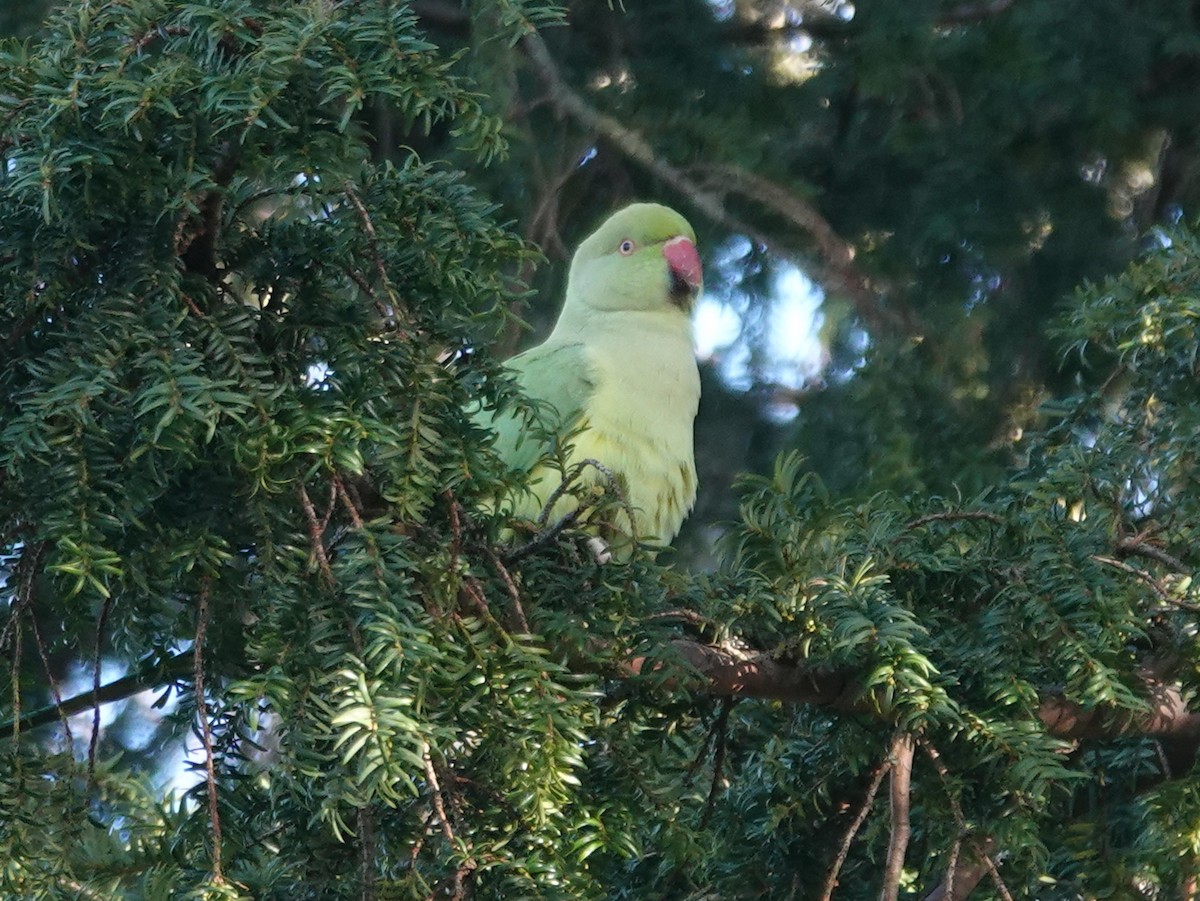 Rose-ringed Parakeet - ML613306300