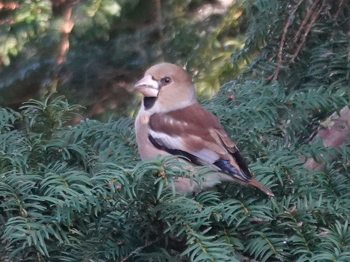 Hawfinch - Barry Reed