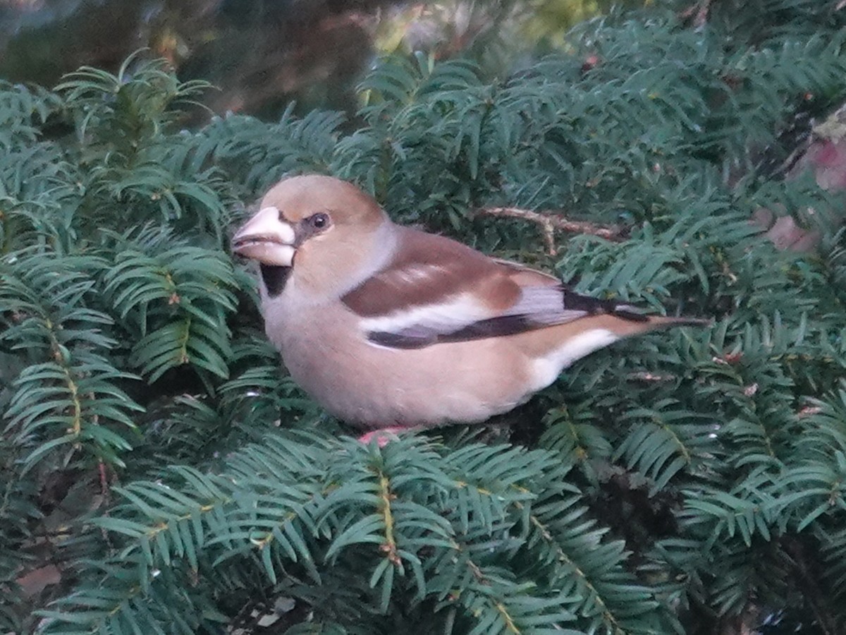 Hawfinch - Barry Reed