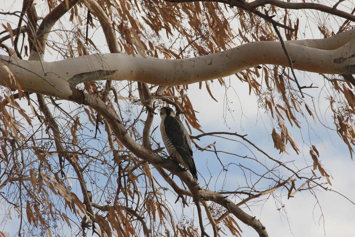 Peregrine Falcon (Tundra) - ML613306448
