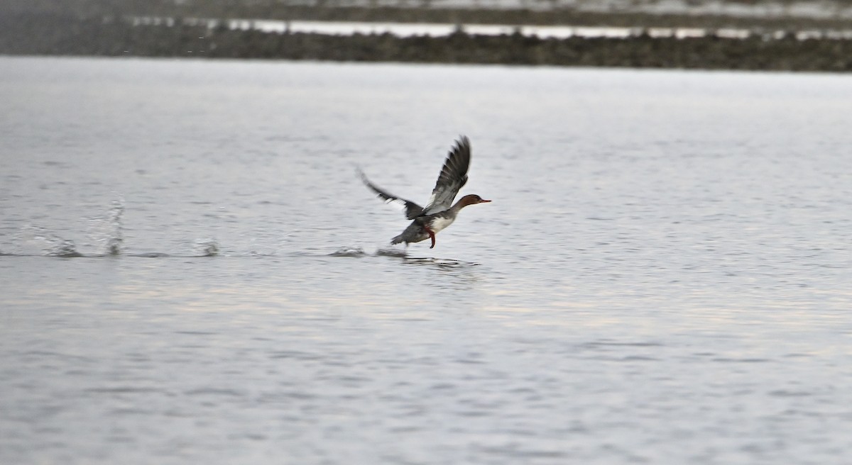 Red-breasted Merganser - ML613306461