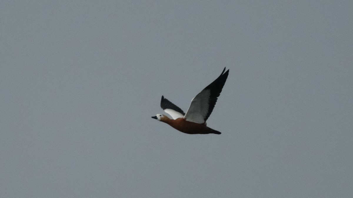 Ruddy Shelduck - Reyhan Hamdi