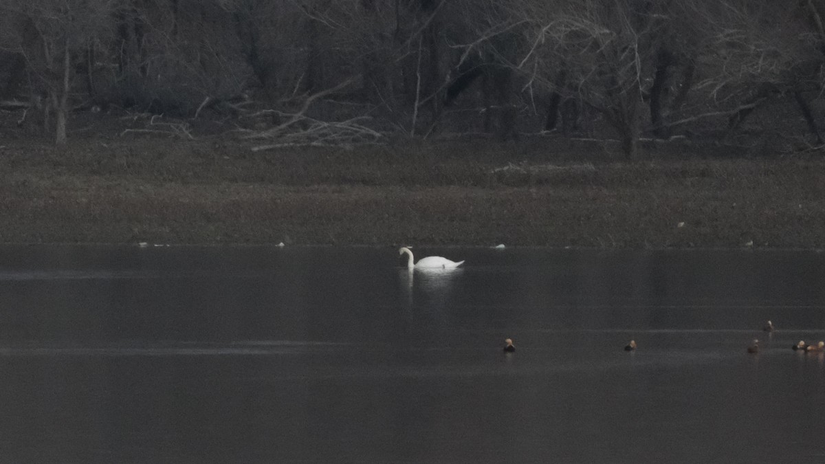 Mute Swan - ML613306489