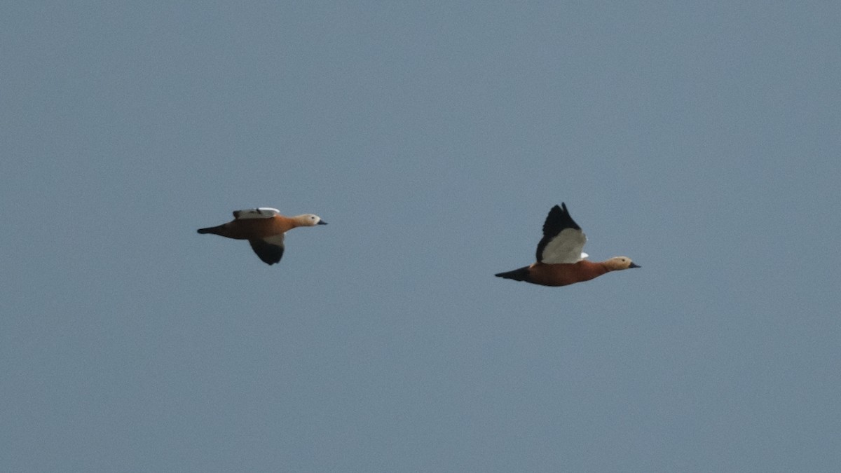 Ruddy Shelduck - ML613306491