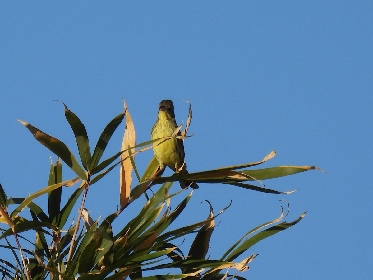 Masked Bunting - Anonymous