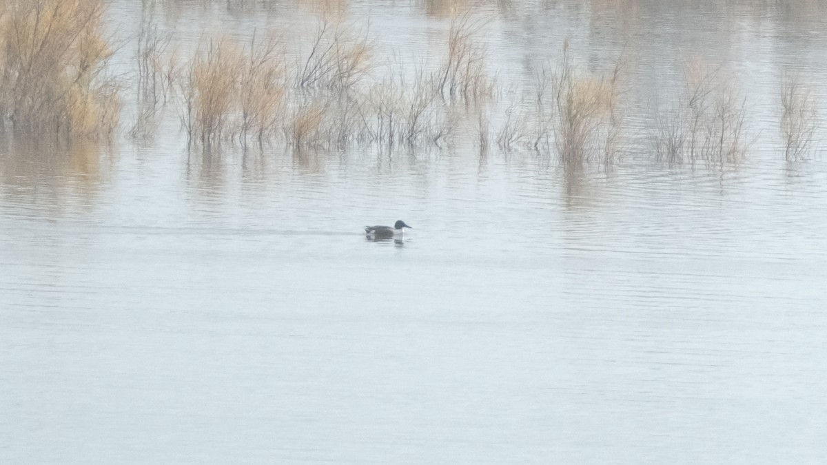 Northern Shoveler - ML613306584