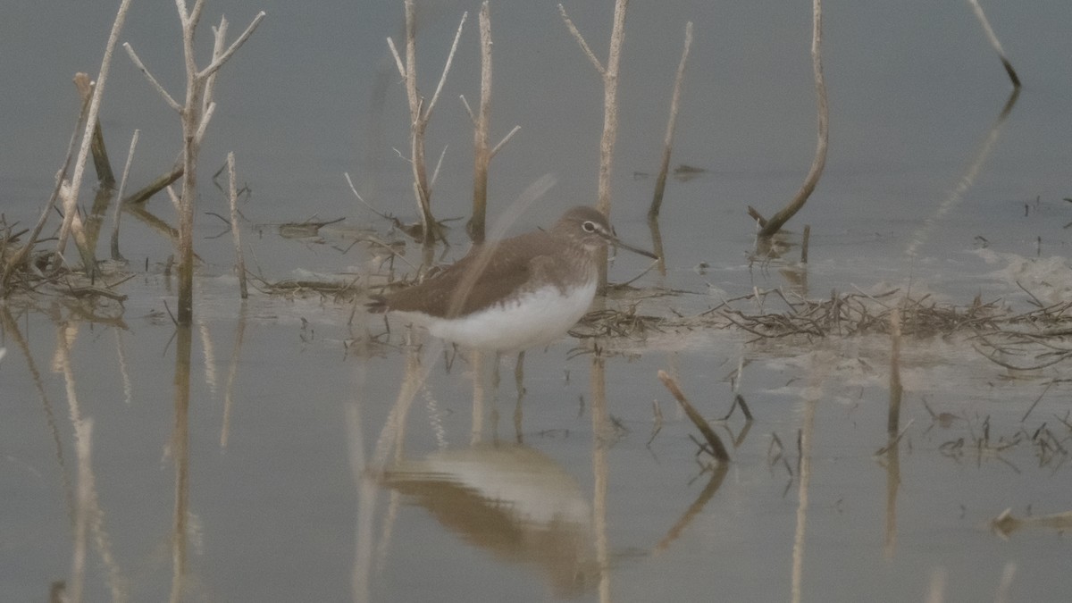 Green Sandpiper - ML613306591