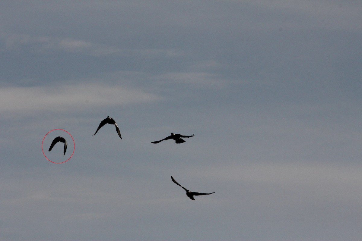 Stock Dove - ML613306592