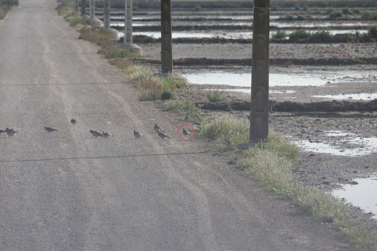 Stock Dove - ML613306594