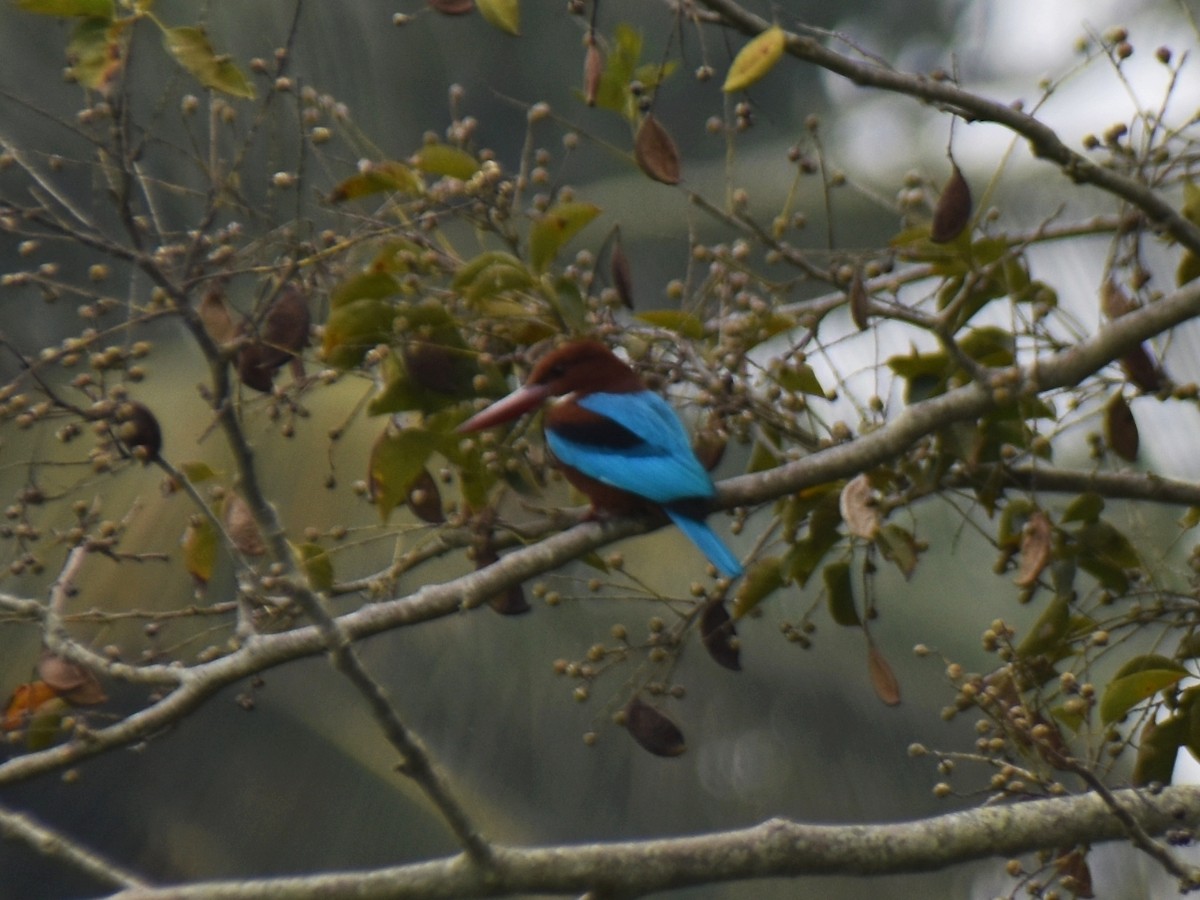 White-throated Kingfisher - ML613306622