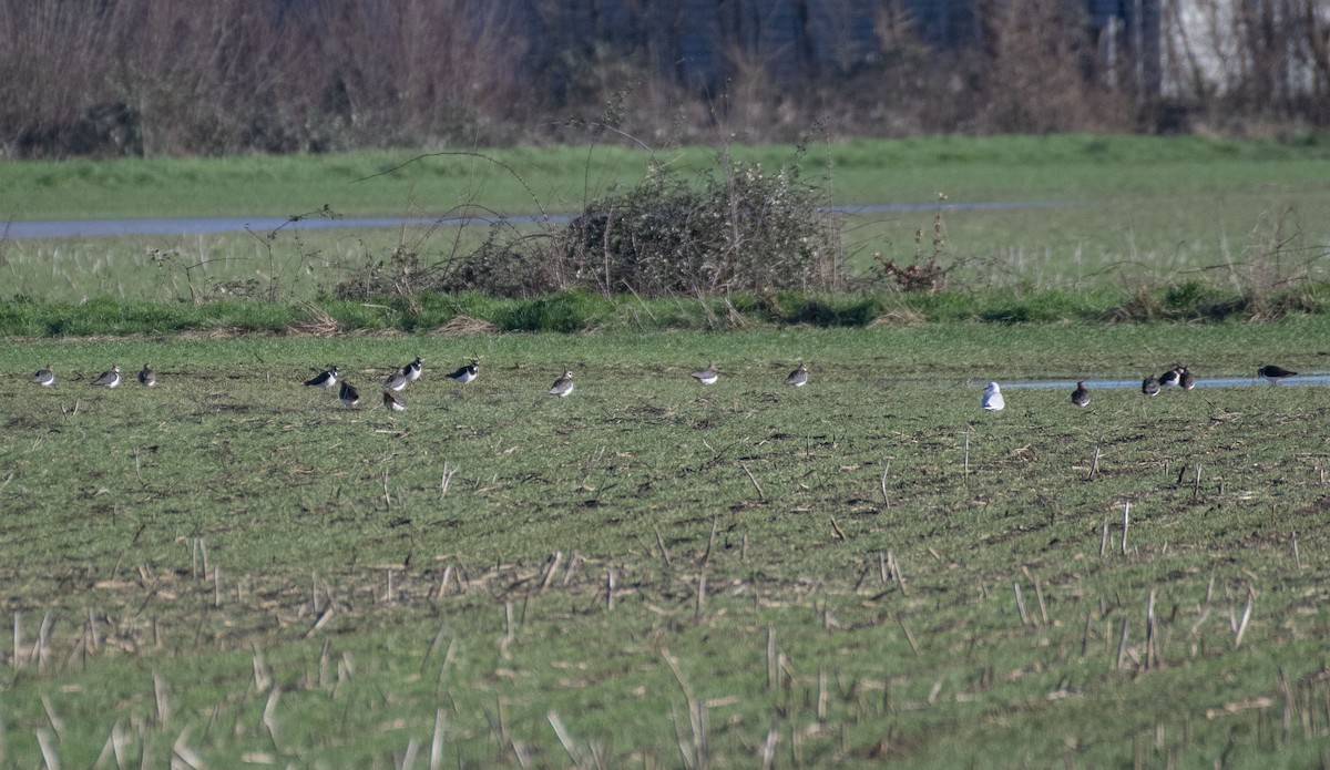 Northern Lapwing - ML613306629