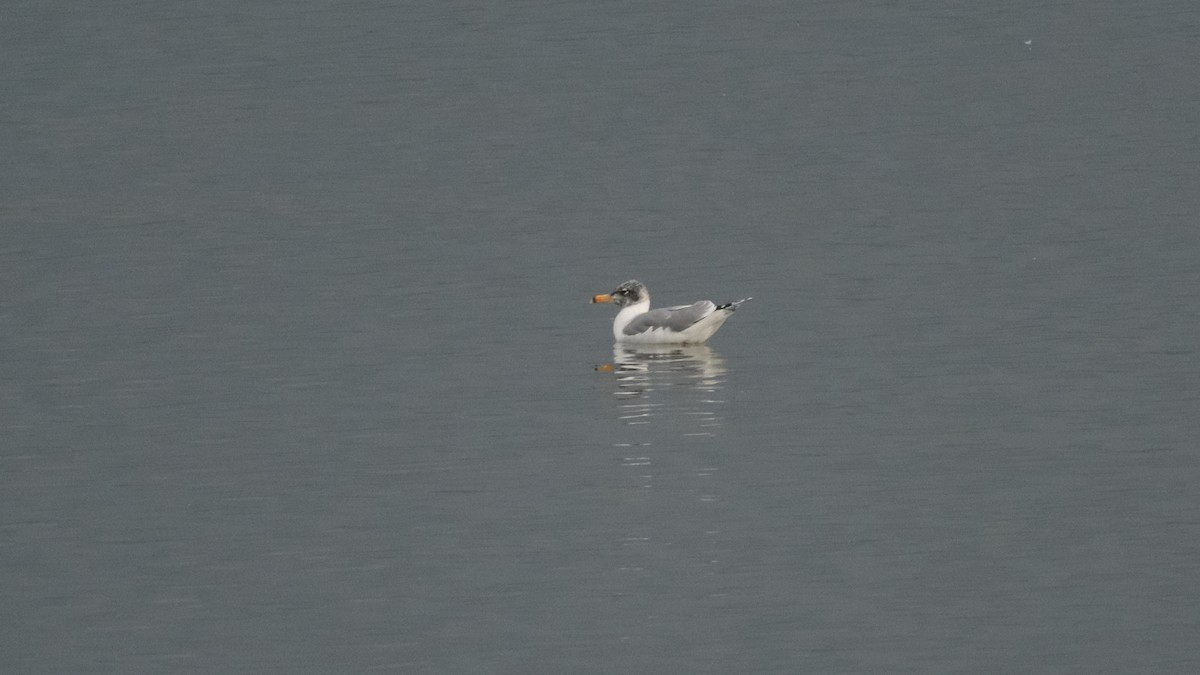 Pallas's Gull - ML613306635