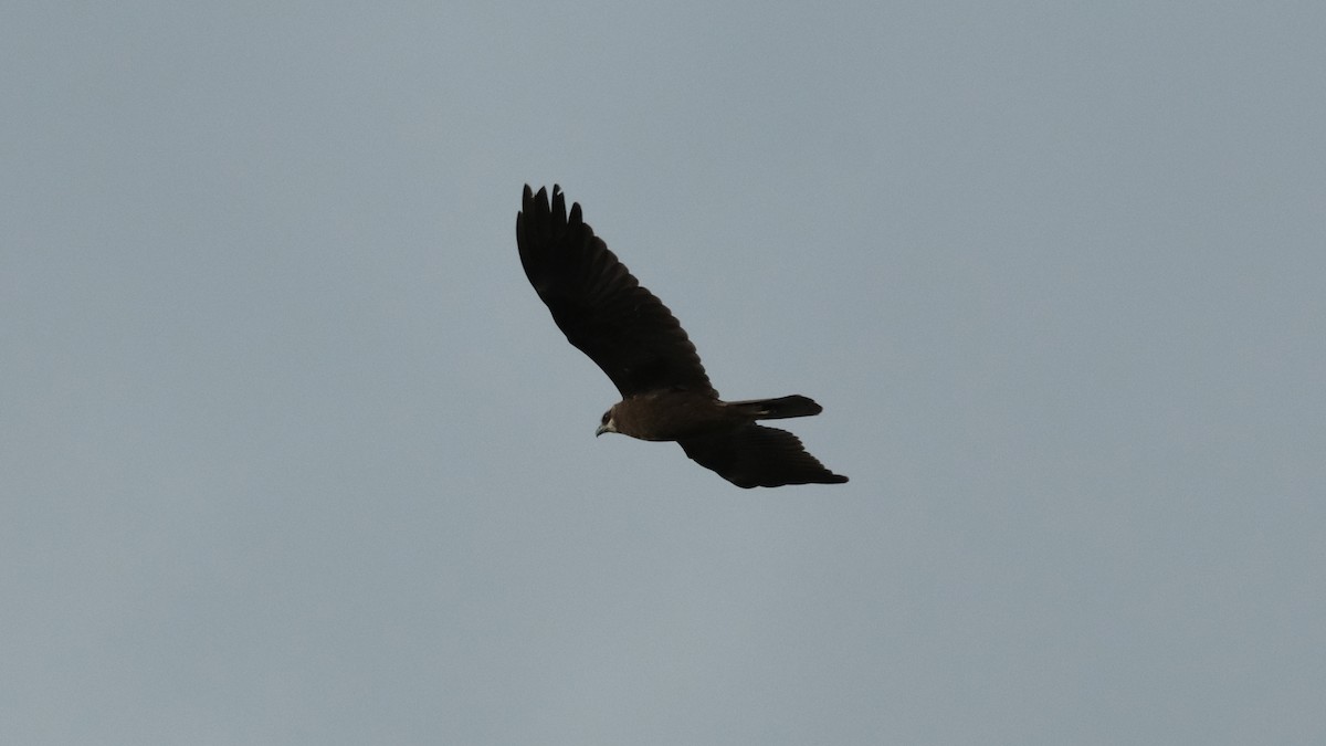 Western Marsh Harrier - ML613306644