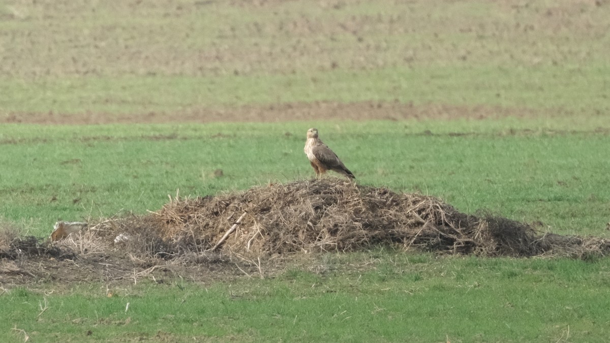 Long-legged Buzzard - ML613306645