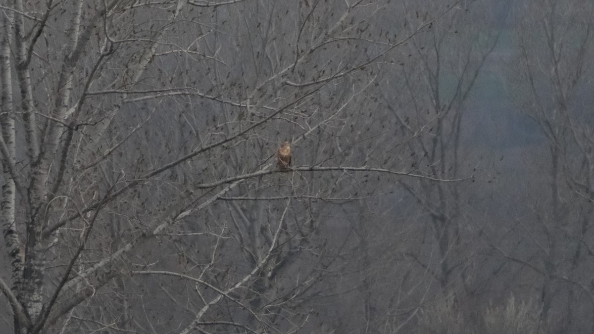 Long-legged Buzzard - ML613306646